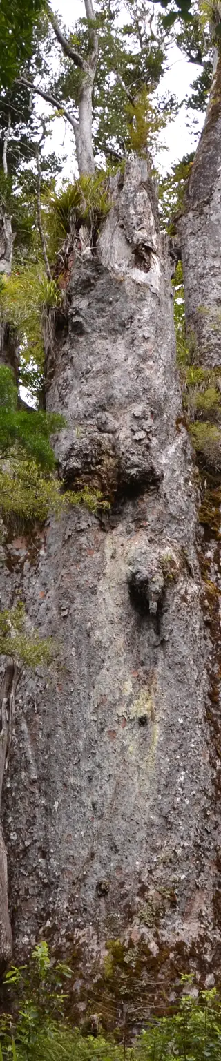 Entdecke die Kauribäume von Waipoua